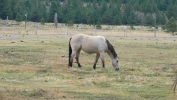 PICTURES/Elizabethtown Ghost Town - NM/t_Buckskin.JPG